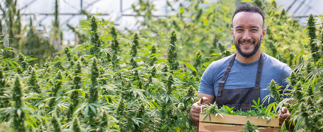 Farmers Collecting Cannabis